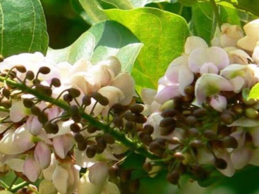 টাক দূর করার জন্য করমচা খুবই উপকারী বলে মনে করা হয়। যদি আপনি এর তেল দিয়ে আপনার মাথা ম্যাসাজ করেন, তাহলে খুব শীঘ্রই ইতিবাচক ফলাফল দেখা দিতে শুরু করবে। হ্যাঁ, তেল ব্যবহার করার আগে, আপনাকে অবশ্যই একজন ভাল এবং অভিজ্ঞ ডাক্তার বা আয়ুর্বেদচার্যের সঙ্গে পরামর্শ করতে হবে।