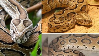 সবচেয়ে বিপজ্জনক বিষয় হল এটি একবার কামড়ালে, কয়েক মিনিটের মধ্যেই একজন ব্যক্তি মারা যেতে পারে