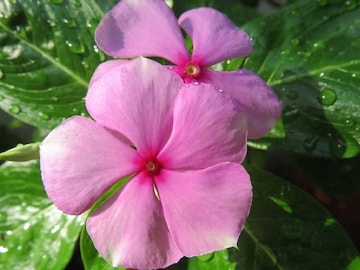 সকালে খালি পেটে চিবিয়ে খান এই ফুল! ডায়াবেটিস, রক্তচাপ কমিয়ে দেয়! দাদ-চুলকানিও থাকবে না সকালে খালি পেটে চিবিয়ে খান এই ফুল! ডায়াবেটিস, রক্তচাপ কমিয়ে দেয়! দাদ-চুলকানিও থাকবে না