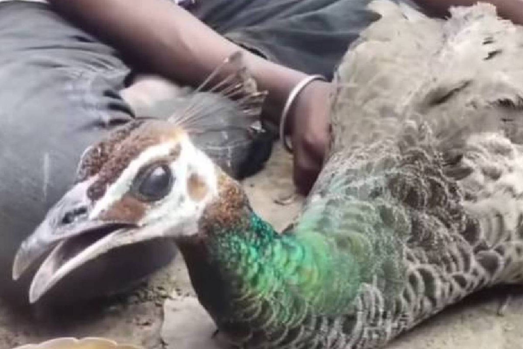 লোকালয়ে ঘুরে বেড়াচ্ছিল ময়ূরী! স্থানীয়রা যা করল দেখলে চমকে যাবেন