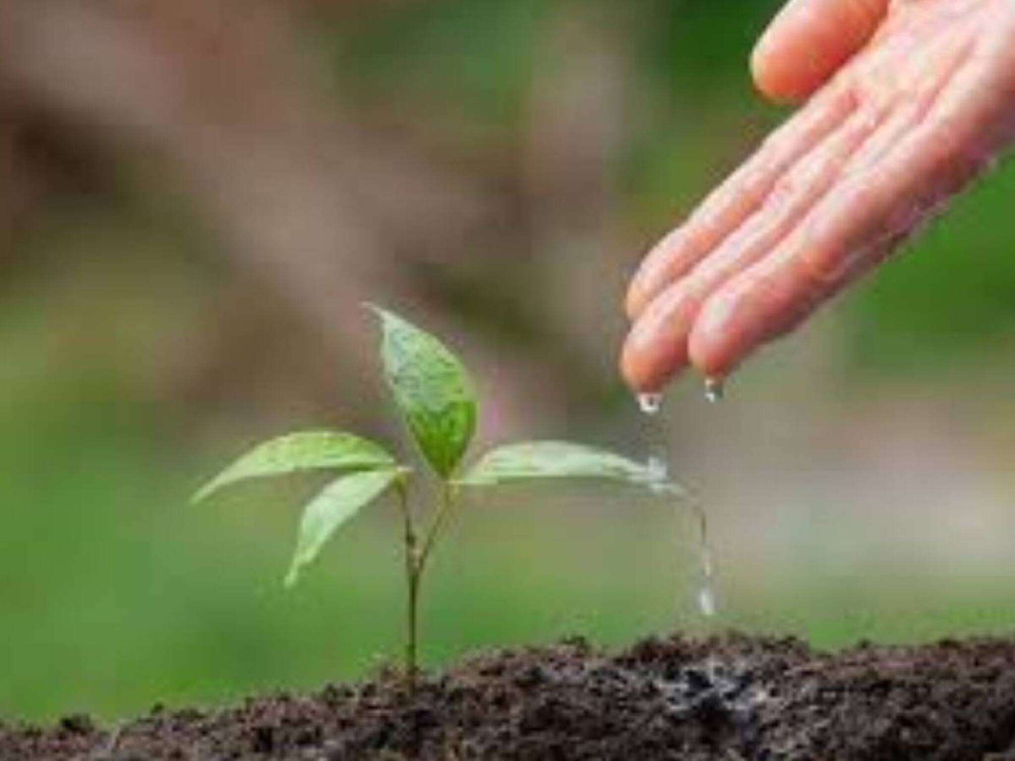 Environmental Movement: 'এক পেড় মা কে নাম'! প্রতি স্কুলে সবুজ আন্দোলন গড়ে তোলার কর্মসূচি! কী কী করা হবে জেনে নিন