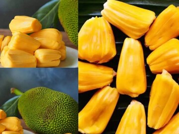 ব্লাড সুগারে কি কাঁঠাল খাওয়া যায়? খেলেই বাড়বে ডায়াবেটিস? কারা এটা খেলে ঝাঁঝরা শরীর?