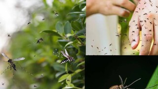 মশা থেকে মুক্তি পেতে পারেন, শুধুমাত্র একটি বিশেষ গাছ লাগিয়ে মশা থেকে মুক্তি পেতে পারেন, শুধুমাত্র একটি বিশেষ গাছ লাগিয়ে