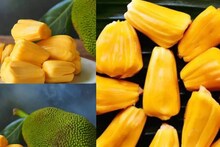 ব্লাড সুগারে কি কাঁঠাল খাওয়া যায়? খেলেই বাড়বে ডায়াবেটিস? কারা এটা খেলে ঝাঁঝরা শরীর?