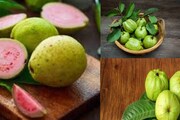 যতই লোভ লাগুক, ভুলেও পেয়ারা দাঁতে কাটবেন না ‘এঁরা’! মুখে দিলেই বারোটা বাজবে শরীরের! জানুন