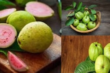 যতই লোভ লাগুক, ভুলেও পেয়ারা দাঁতে কাটবেন না ‘এঁরা’! মুখে দিলেই বারোটা বাজবে শরীরের! জানুন