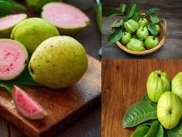 যতই লোভ লাগুক, ভুলেও পেয়ারা দাঁতে কাটবেন না ‘এঁরা’! মুখে দিলেই বারোটা বাজবে শরীরের! জানুন