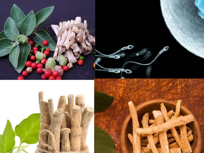  বিহারের দারভাঙ্গা জেলায় আয়ুর্বেদিক চিকিৎসার ক্ষেত্রে একটি গুরুত্বপূর্ণ তথ্য সামনে এসেছে, যা শিরার সমস্যায় ভুগছেন এমন ব্যক্তিদের জন্য আশীর্বাদ হিসেবে প্রমাণিত হতে পারে। রাজকীয় মহারানি রামেশ্বরী ইন্ডিয়ান মেডিক্যাল সায়েন্স ইনস্টিটিউটের অধ্যক্ষ ডঃ শম্ভু শরণ বলেছেন যে অশ্বগন্ধা এমন একটি ভেষজ যা শিরার সমস্যার জন্য অত্যন্ত কার্যকর।