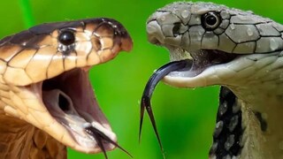 কাঁকরোলের পাতা সাপের বিষের উপর খুব দ্রুত প্রভাব ফেলে