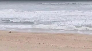 ওড়িশায় গোপালপুর সৈকত থেকে তরুণীকে তুলে নিয়ে গিয়ে গণধর্ষণ! (Representative Image/X)