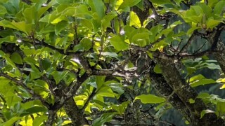 খুঁজে বের করুন পাখিটিকে