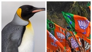 পুরভোটে মুম্বাইয়ে ইস্যু পেঙ্গুইনরা৷ প্রতীকী ছবি