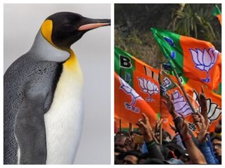 পুরভোটে মুম্বাইয়ে ইস্যু পেঙ্গুইনরা৷ প্রতীকী ছবি