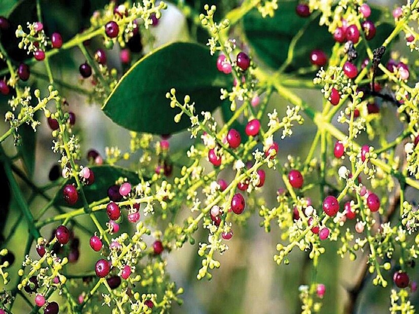 *জালোর, জয়সলমের, বারমের, পালি, যোধপুর ইত্যাদি জেলায় এক বিশেষ ধরনের কাঁটাযুক্ত গাছ প্রচুর পরিমাণে পাওয়া যায়। সব থেকে আশ্চর্যের কথা হল, গ্রীষ্ম যত তীব্র হয়, ততই মরুভূমির এই গাছেও ফুল ধরতে শুরু করে। প্রবল গ্রীষ্মের কয়েক মাস, মরুভূমি এই কাঁটাযুক্ত গাছের জন্যই সবুজ থাকে। মরুভূমির প্রচণ্ড উত্তাপেও সেই সবুজ ফিঁকে হয় না। এমনকী তাপমাত্রা যখন সর্বোচ্চ ৫০ ডিগ্রিতে পৌঁছায়, তখনও একমাত্র এই গাছই সবুজ দেখায়, ঘন হয়ে ওঠে। নানা রকম উপকারে লাগে এই গাছ। সংগৃহীত ছবি। 