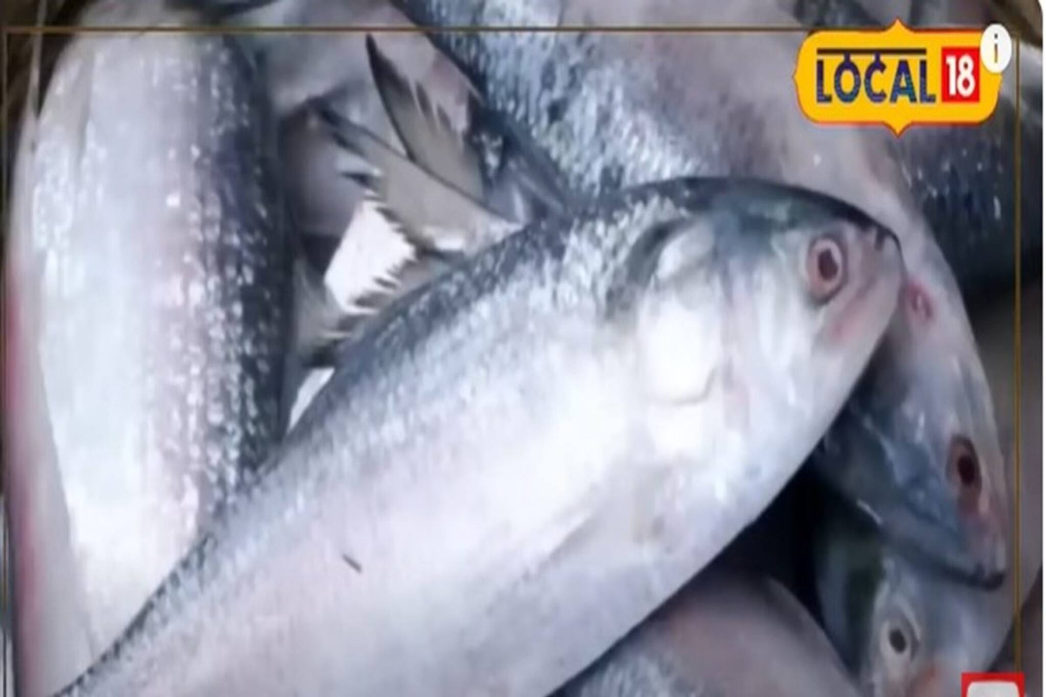 Hilsa News: ঝাঁকে ঝাঁকে এল ইলিশ! দিঘাতে যা ঘটছে দেখলে অবাক হবেন