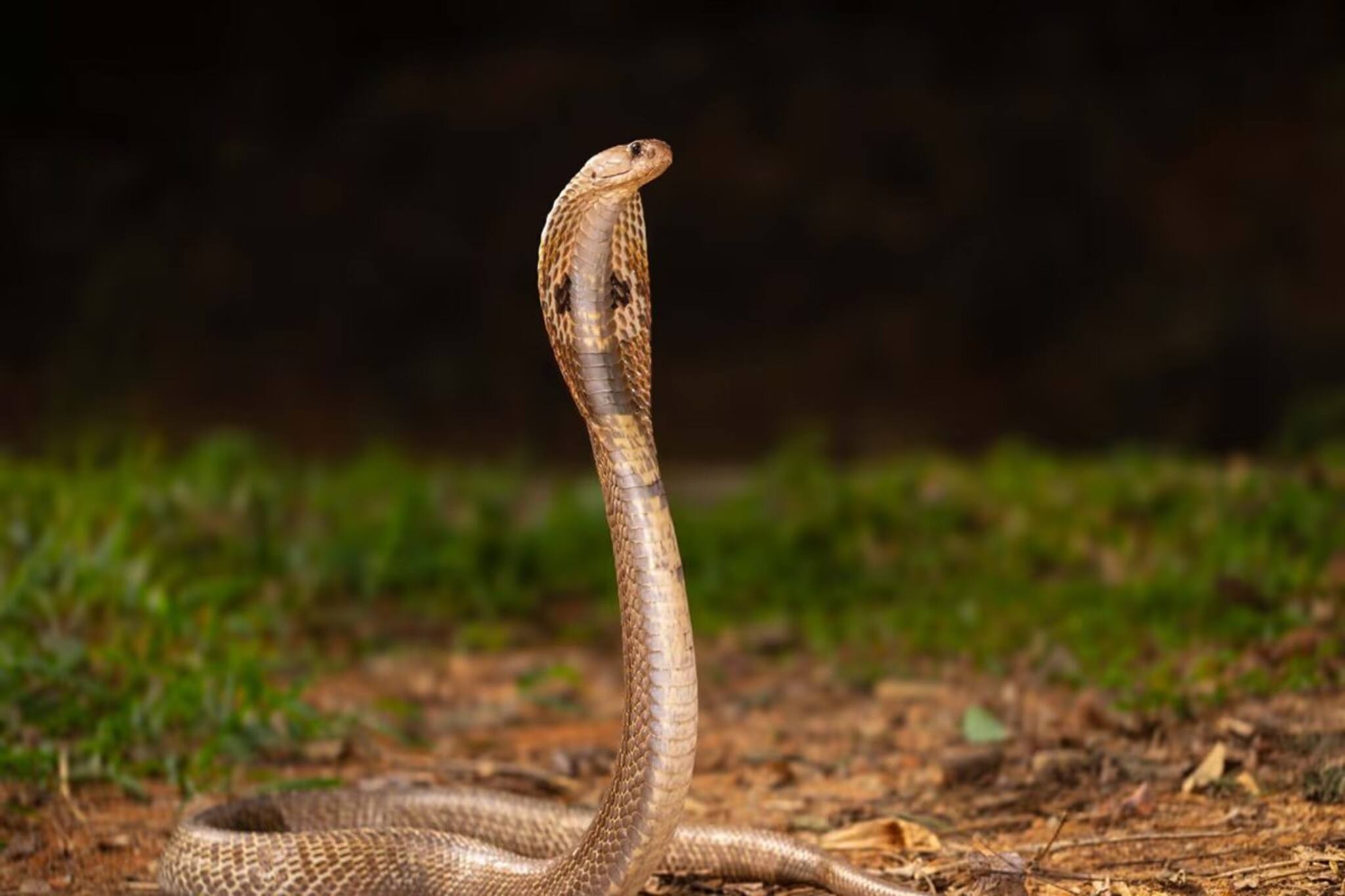 ৫ মিনিটে শরীর থেকে নিংড়ে নেয় সাপের ভয়ঙ্কর 'বিষ'! লতানো 'এই' গাছের পাতা মানুষের প্রাণ বাঁচা