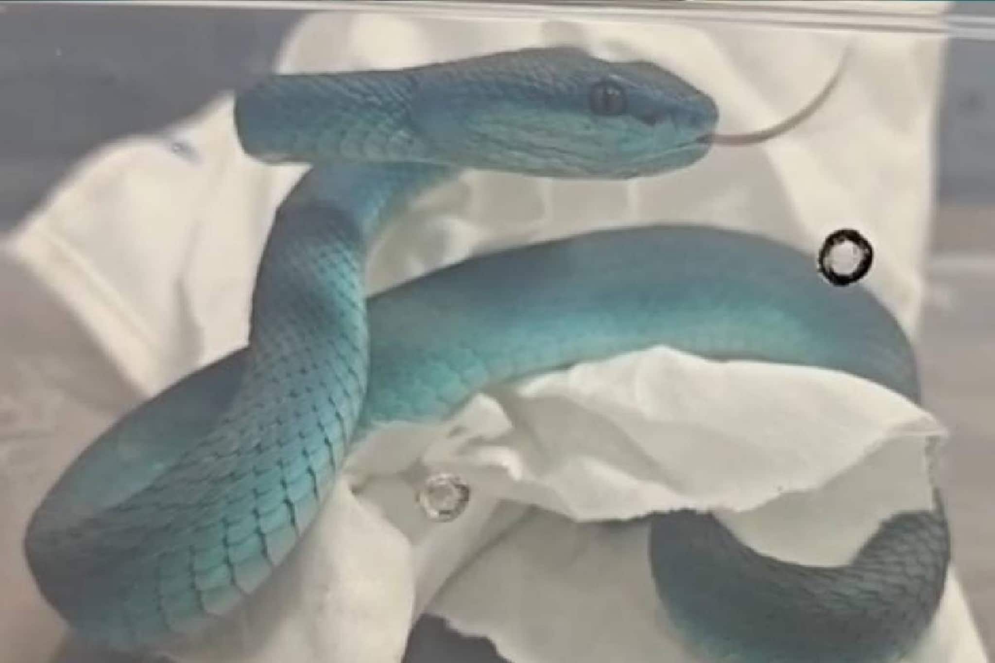 গিয়ে ফিরে আসেনি কেউ, বাংলাদেশে ১২০০ বছর ধরে এ কী আগলে আছে সাপ! মানুষের থেকেও বড় কাজ করছে