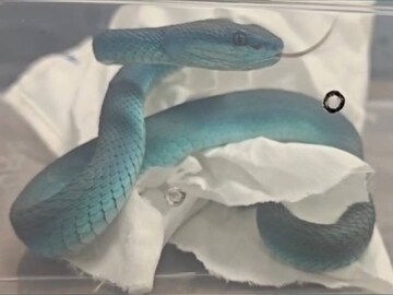 গিয়ে ফিরে আসেনি কেউ, বাংলাদেশে ১২০০ বছর ধরে এ কী আগলে আছে সাপ! মানুষের থেকেও বড় কাজ করছে