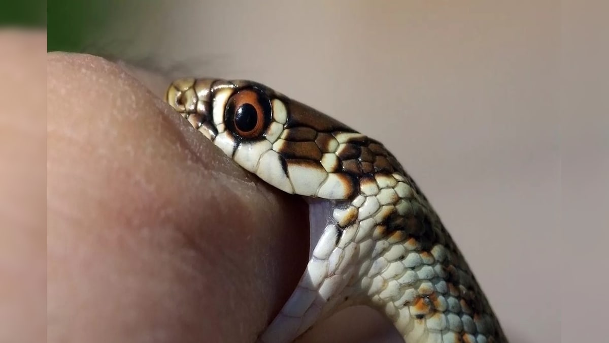 Snake Bite: বড় ভুল! সাপ কামড়ানোর পর এই এক কাজেই প্রাণ গেল ৫-এর শিশুর, কী করলে বাঁচত? ডাক্তারের পরামর্শ জানুন