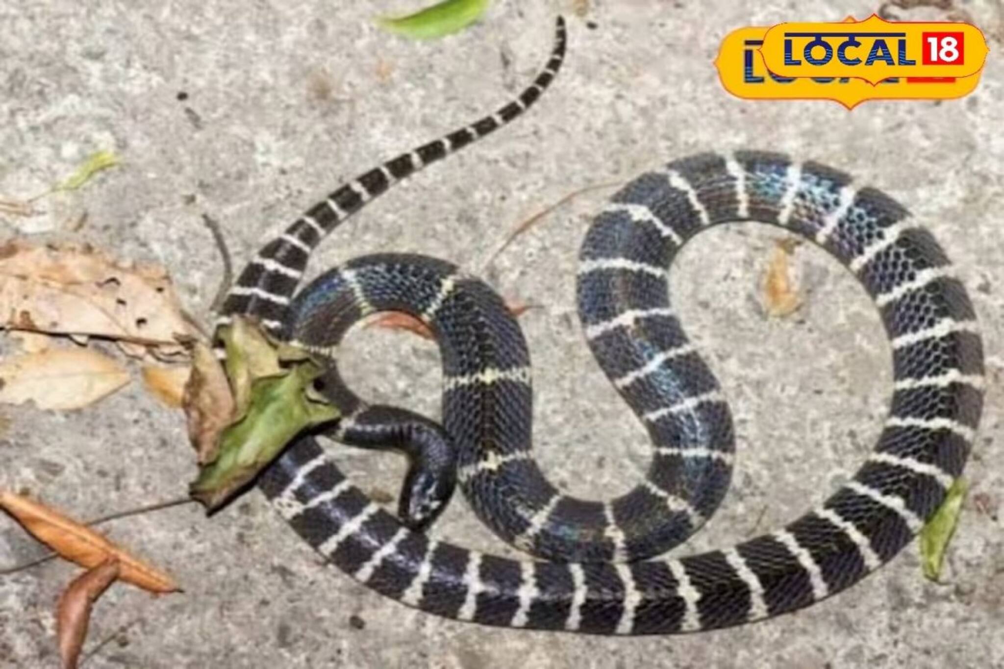 বর্ষায় ঘন ঘন ঘরে ঢুকে যাচ্ছে সাপ! আতঙ্কিত না হয়ে এমন পরিস্থিতিতে কী কী করবেন জানুন...