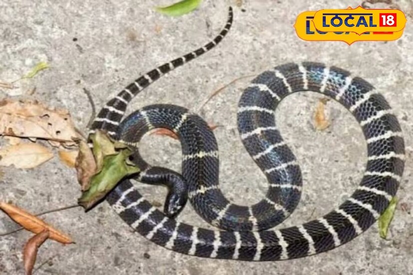 এই পরিস্থিতিতে, বর্ষাকালে, যখন আর্দ্রতা এবং সবুজের পরিমাণ প্রচুর থাকে, তখন এই বিষাক্ত প্রাণী, বিশেষ করে সাপকে দূরে রাখতে  বাড়ির চারপাশে প্রতিরোধমূলক ব্যবস্থা গ্রহণ করা অত্যন্ত গুরুত্বপূর্ণ। Photo- Representative