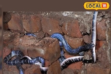 বর্ষায় বারবার ঘরে ঢুকছে সাপ, শান্তি নেই মশার উৎপাতে! এই এক গাছ ঘরে রাখলেই কেল্লাফতে...