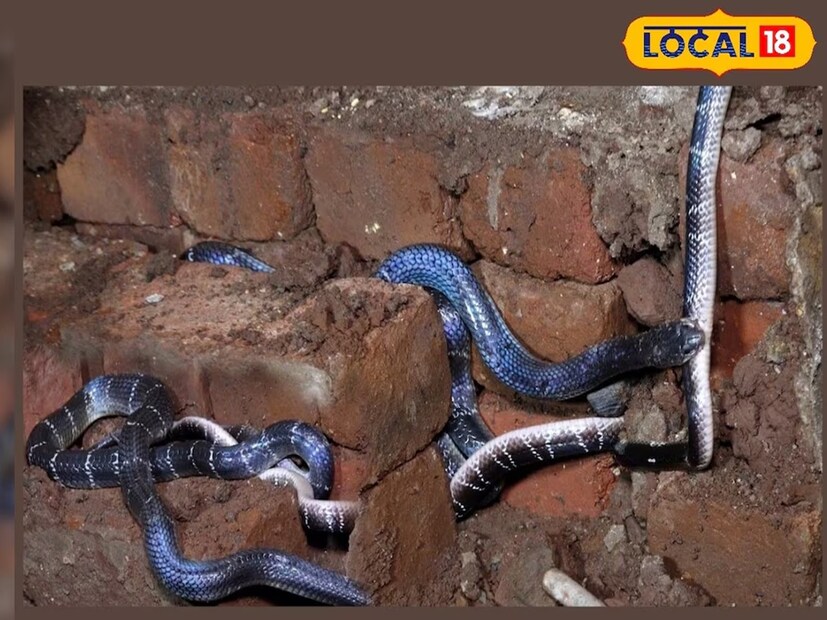 Report-ASHISH KUMAR: মানুষ যেমন সাপকে ভয় পায়, সাপও তেমনই মানুষকে ভয় পায়। আত্মরক্ষার জন্যই সে ছোবল দেয়। তার পরেও মানুষের ঘরদোরে যে সাপ ঢোকে নিজে থেকেই, সে কথাও অস্বীকার করা যায় না। সে নিরাপদ আশ্রয়ের খোঁজেই হোক কী খাবারের খোঁজে! ভারতে প্রতি বছর অগণিত মানুষ সাপের কামড়ে মারা যায়। সাপে কামড়ানোর ঘটনার মধ্যে যেগুলোর রেকর্ড থাকে, তা অনুসারে প্রতি বছর ৩০ লক্ষেরও বেশি মানুষ সাপের কামড়ের শিকার হন, যার মধ্যে ৫৫ হাজারেরও বেশি মানুষ মারা যান। ভয়ঙ্কর বিষয় হল বর্ষাকালে এই সংখ্যা বহুগুণ বেড়ে যায়। 
