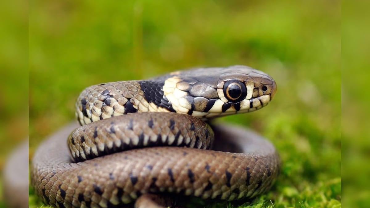 Snake Bite: লেজে পা দিতেই ছোবল দিল সাপ, তারপরেই সর্বনাশ! ছটফট করতে করতে মৃত্যু হল সাপের