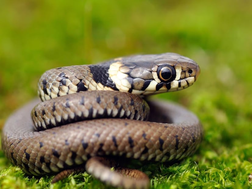 Snake Alert at Monsoon: লাগবে না ‘কার্বলিক অ্যাসিড’…! সাপের ভয়ঙ্কর যম ‘এটি’! গন্ধ পেলেই লেজ গুটিয়ে পালাবে বিষধর, বর্ষায় ঘরের ত্রিসীমানায় ঘেঁষবে না