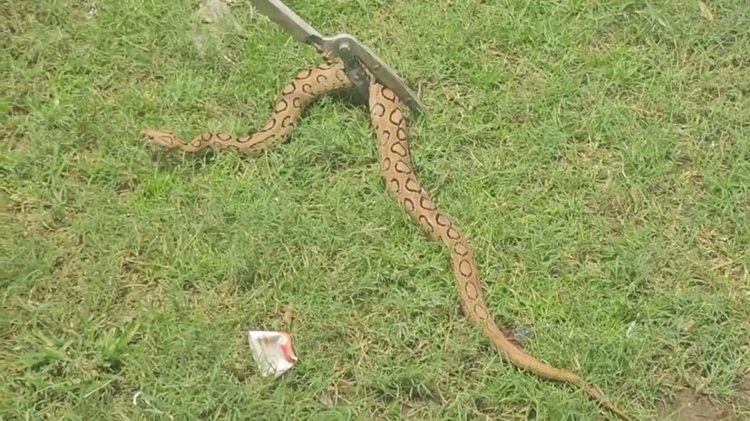বাড়ির ভেতর ফোঁস ফোঁস শব্দ। তা শুনেই বিপদ আঁচ করেছিলেন পরিবারের সদস্যরা। দেখেন টিনের দেওয়ালের গায়ে বাসা বেঁধেছে বিষধর। তবে তাঁরা তাকে মারার কোনও চেষ্টা না করে বন দফতরে খবর দেন। সেই খবর পেয়ে ওই ঘর থেকে প্রায় ৫ ফুট লম্বা একটি চন্দ্রবোড়া সাপ উদ্ধার করল বন দফতর। সাপটিকে জঙ্গলে ছেড়ে দেওয়া হবে বলে জানিয়েছেন বনকর্মীরা।