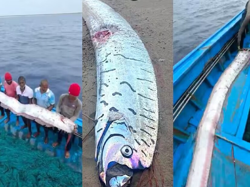 বিরল সামুদ্রিক প্রাণীটির নাম 'ডুমসডে ফিশ'। প্রায় ৩০ ফিট লম্বা অতিকায় মাছ সামনে থেকে দেখলে আপনি ভয় পেয়ে যেতে পারেন! এই মাছের ভিডিও ও ছবি ভাইরাল হয়ে যায় সামাজিক মাধ্যমে। অনেকেই বলেন, এই মাছ যখনই দেখা দেয়, প্রাকৃতিক বিপর্যয়ের  কোনও না কোনও প্রাকৃতিক বিপর্যয় দেখা দেয়।