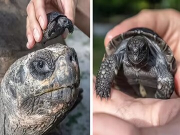 মন ভাল করা খবর! ১৩৫ বছর বয়সে প্রথমবার বাবা হল 'ঠাকুরদা', ছবি দেখে গোটা বিশ্ব হতবাক