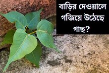 বাড়ির দেওয়ালে গজিয়ে উঠেছে বট, অশ্বত্থ? এই ছোট্ট কাজটি করলেই আর গজাবে না গাছ!