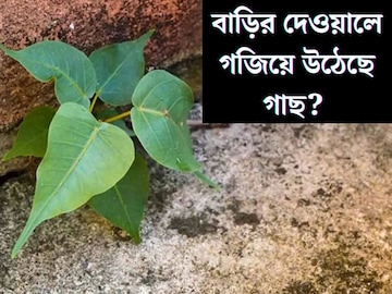 বাড়ির দেওয়ালে গজিয়ে উঠেছে বট, অশ্বত্থ? এই ছোট্ট কাজটি করলেই আর গজাবে না গাছ!
