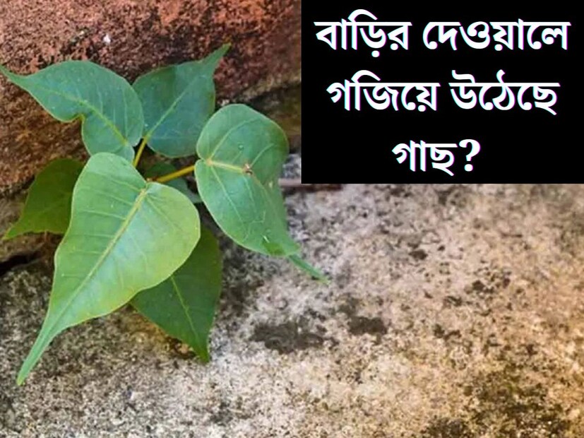 বাড়ির দেওয়ালে, ছাদে অনেক সময়ই গজিয়ে ওঠে বট, অশ্বত্থ গাছ। দেওয়ালে গজিয়ে ওঠা এইসমস্ত গাছের শিকড় দেওয়ালের ভিতর প্রবেশ করে পুরো বাড়ির বড় ক্ষতি করতে পারে। তাই বাড়ির দেওয়ালে গাছ গজিয়ে ওঠার সমস‍্যা হলে তা যতদ্রুত সম্ভব উপড়ে ফেলা উচিত। 