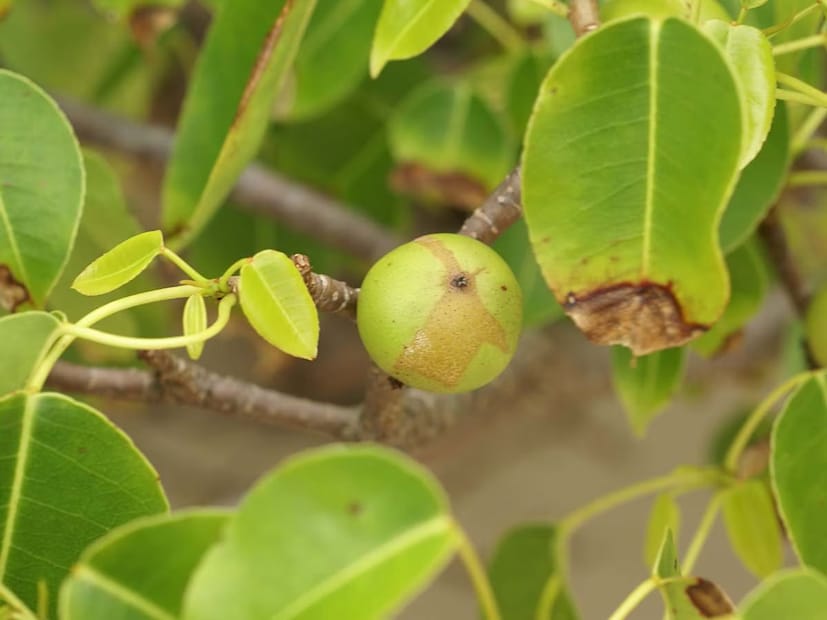 ম্যানচিনিল গাছ এই গাছকে পৃথিবীর সবচেয়ে বিষাক্ত গাছ হিসেবে ধরা হয়। এর ফল, পাতা এবং ছাল থেকে যে রস বের হয় তা এতটাই বিষাক্ত যে ছোঁয়ার সাথেই ত্বকে ফোসকা, জ্বালা এবং চোখে লাগলে অন্ধত্ব হতে পারে। এই গাছ মূলত ক্যারিবিয়ান, মধ্য এবং দক্ষিণ আমেরিকায় পাওয়া যায়। এর ফলকে বলা হয় 