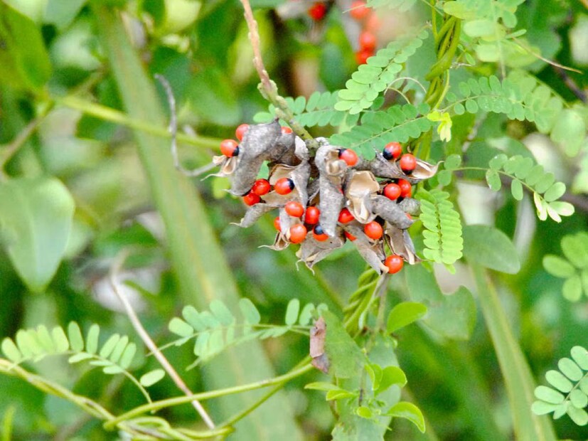 রোসারি পি (গুঞ্জা) এই গাছের লাল-কালো বীজ ‘গুঞ্জা’ নামে পরিচিত এবং এতে থাকে ‘অ্যাব্রিন’ নামের বিষ। এটি রাইসিনের থেকেও মারাত্মক। মাত্র একটি বীজ চিবালেই মৃত্যু হতে পারে। এই গাছ ভারতে এবং অন্যান্য উষ্ণমণ্ডলীয় দেশে পাওয়া যায়।
