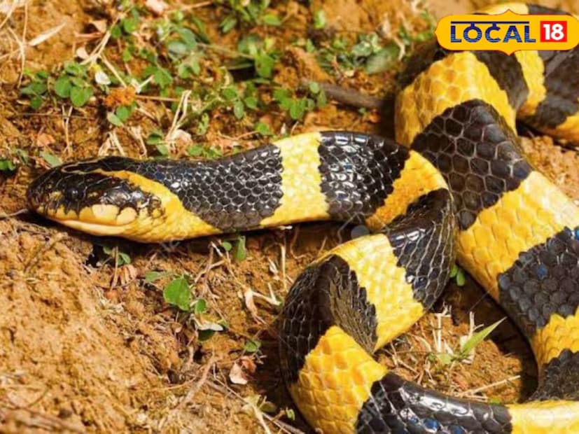 কমন ক্রেইট (Common Krait) নামক সাপটিকে কোবরা থেকেও বেশি ভয়ঙ্কর ধরা হয়। এই সাপকে বলা হয় 