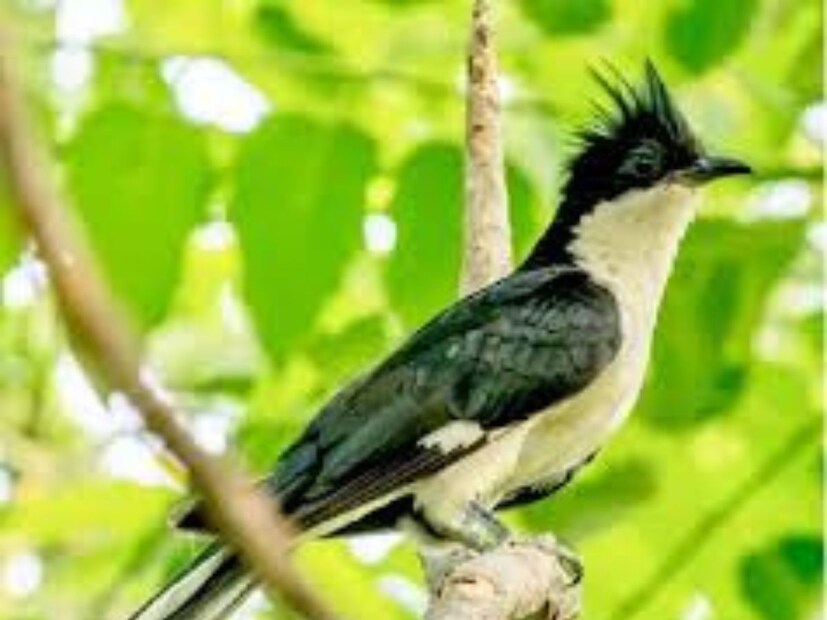 তবে মনীষ জৈন এ কথাও স্পষ্ট করেন যে, এই পাখি সারা বছর জল খায় না— এমনটা সম্পূর্ণ ঠিক নয়। অন্যান্য পাখিদের মতো এর শরীরেও জল সংরক্ষণের প্রক্রিয়া রয়েছে। এটি পোকামাকড় খেয়ে শরীরে প্রয়োজনীয় আর্দ্রতা ও তরলতা পায়। এদের শরীর ইউরিক অ্যাসিড আকারে বর্জ্য বের করে, যাতে কম জল খরচ হয়।