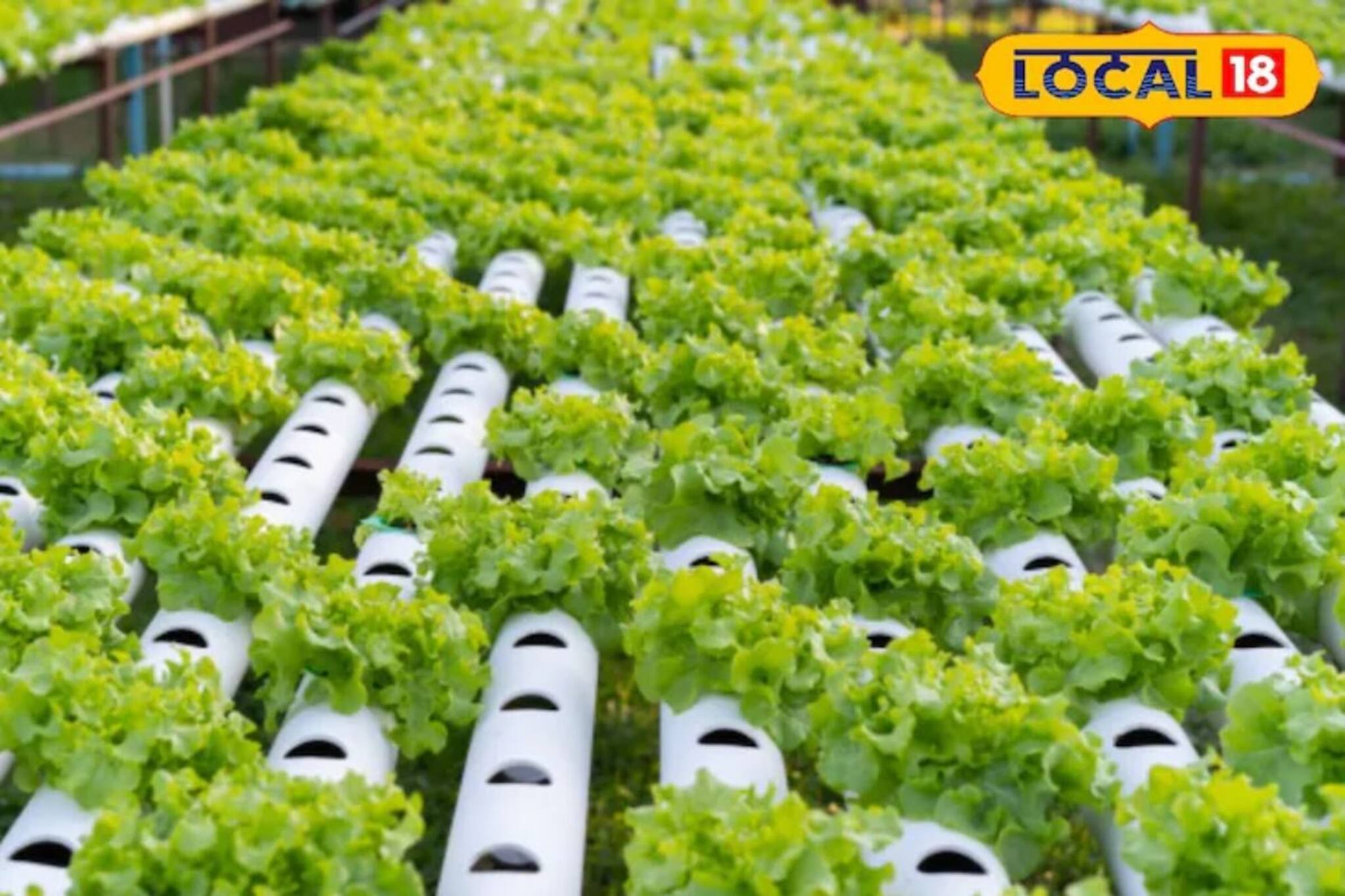 জায়গার অভাব? চিন্তার কিছু নেই; কারণ জমি না থাকলেও এই কৌশলে দিব্যি করতে পারবেন সবুজ শাকসবজি