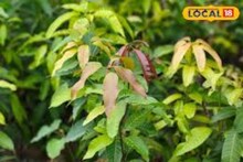 অবহেলার এই পাতাই একাধিক রোগের যম! নিয়ম মেনে খেলেই জব্দ ব্লাড প্রেশার, সুগার...