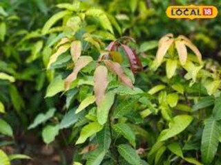 আপনার বাড়ির সামনে থাকা অবহেলার এই পাতাই একাধিক রোগের যম! নিয়ম মেনে খেলেই জব্দ ব্লাড প্রেশার, সুগার