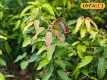Mango Leaves Benefits: আপনার বাড়ির সামনে থাকা অবহেলার এই পাতাই একাধিক রোগের যম! নিয়ম মেনে খেলেই জব্দ ব্লাড প্রেশার, সুগার Mango Leaves Benefits: আপনার বাড়ির সামনে থাকা অবহেলার এই পাতাই একাধিক রোগের যম! নিয়ম মেনে খেলেই জব্দ ব্লাড প্রেশার, সুগার