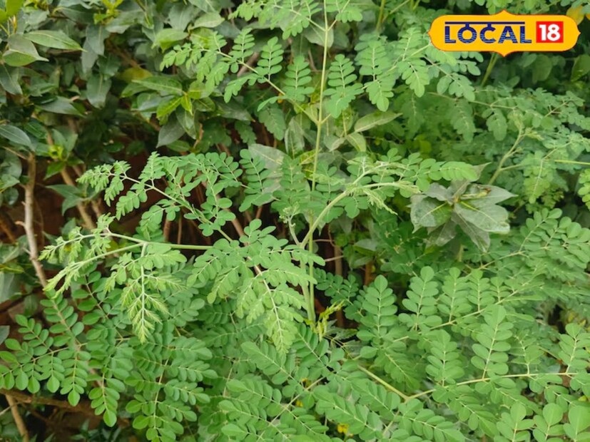 ছাতরপুরের ডাক্তার রাজেশ আগরওয়াল বলেন যে মোরিঙ্গা যাকে ছাতরপুরে মুনগা বা সজনে বলা হয়। এই পাতা স্বাস্থ্যের জন্য অমৃত। এই পাতা অ্যান্টিঅক্সিডেন্ট গুণে ভরপুর যা শরীরকে পুষ্টি দেয়।