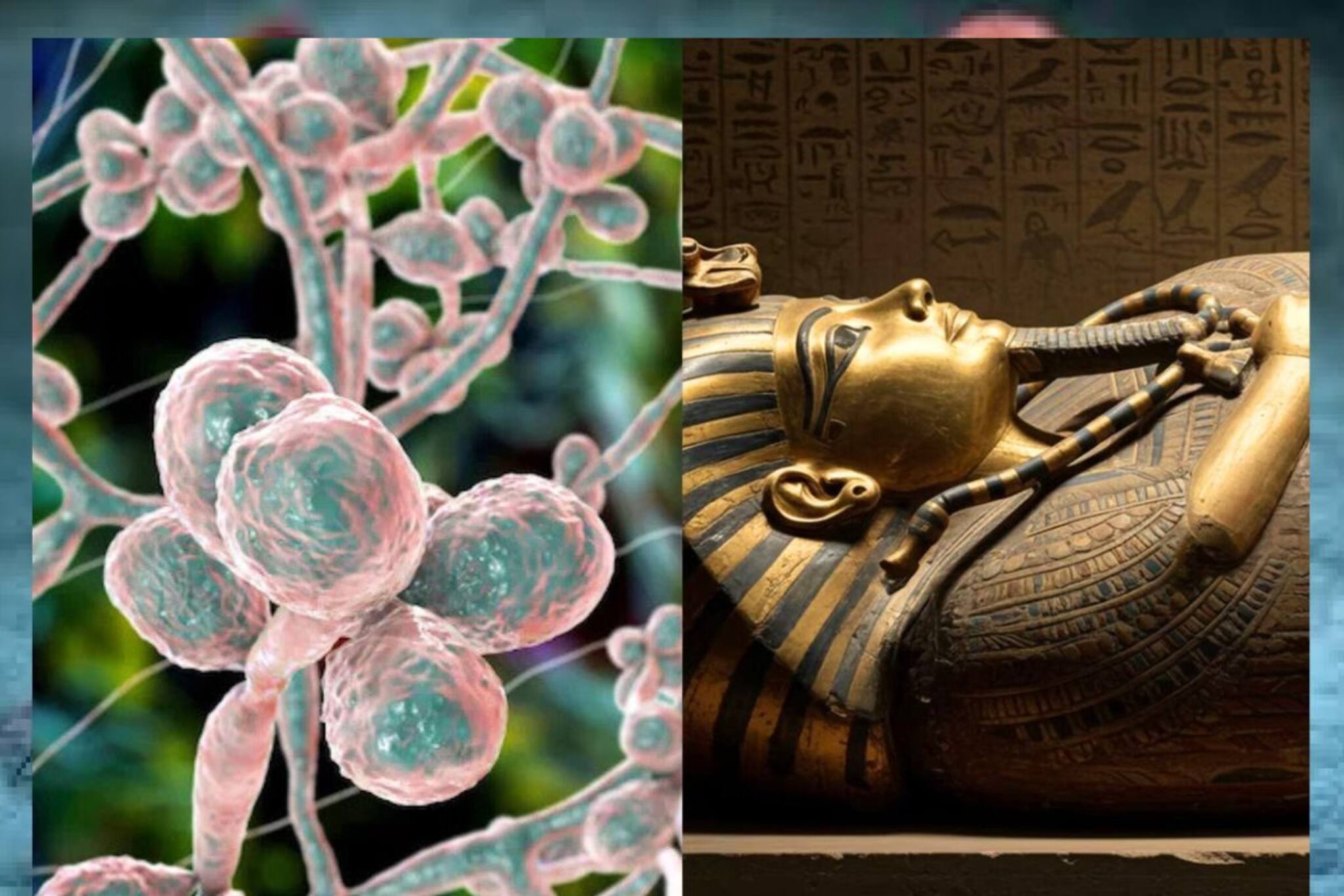 তুতানখামেনের সমাধিতে ক্যানসারের শত্রু ফাঙ্গাস! বিশ্বকে চমকে দেওয়ার মতো আবিষ্কার, জানুন...