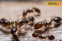 মেঝেতে জাস্ট একটু মিষ্টি পড়লেই বাড়িতে পিঁপড়ের উপদ্রব শুরু? সহজ এই টিপসেই কেল্লাফতে...