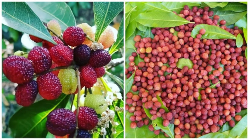 মান্ডি, সিমলা এবং সিরমৌরের কিছু এলাকায় কাফল সহজেই পাওয়া যায়। এই ফলটি আপেলের চেয়েও বেশি দামি এবং বাজারে সহজেই প্রতি কেজি ৪০০ থেকে ৫০০ টাকায় বিক্রি হয়।