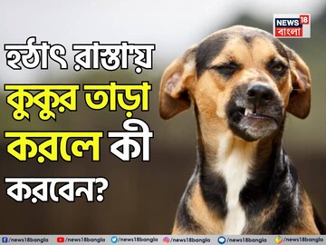 হঠাৎ কুকুর তাড়া করলে কী করা উচিত জানেন...? ছোট্ট 'টেকনিক', বিশেষজ্ঞ বলে দিলেন সহজ 'টোটকা'
