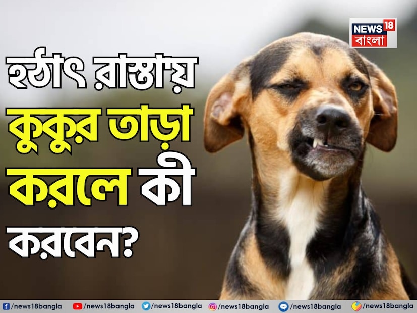 কুকুর অত্যন্ত প্রভুভক্ত এক জীব। মুহূর্তের মধ্যে মানুষকে আপন করে নেওয়ার ক্ষমতা রাখে এই প্রাণীটি। নিঃসন্দেহে মানুষের সবচেয়ে প্রিয় পোষ্য প্রাণীদের মধ্যে একটি হল কুকুর। কারও কারও কাছে তার কুকুরই হয়ে ওঠে সন্তানসম। Representative Image 