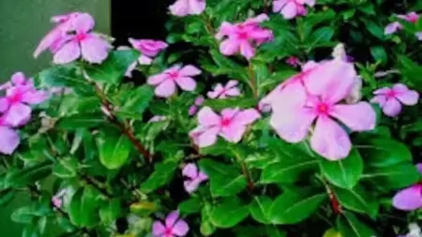 নয়নতারা ফুল দেখতে সুন্দর এবং এর অনেক উপকারিতা থাকতে পারে, তবে সীমিত পরিমাণে খাওয়া গুরুত্বপূর্ণ। এটি সবার জন্য উপযুক্ত হবে এমন কোনও কথা নেই। বেশি পরিমাণে খেলে বমি এবং ডায়রিয়ার মতো সমস্যা হতে পারে। গর্ভবতী মহিলাদের এই গাছের ফুল খাওয়া এড়িয়ে চলা উচিত। এটি গর্ভস্থ শিশুর ক্ষতি করতে পারে। যে মহিলারা তাদের সন্তানকে ব্রেস্টফিডিং করান, তাঁদেরও এটি খাওয়া উচিত নয়। 